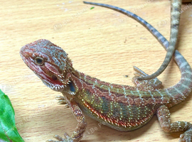 Stunning baby bearded dragons