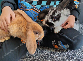 2 12 week old Beautys