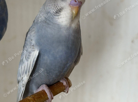 Baby budgies available
