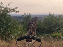 Male imprint goshawk for sale