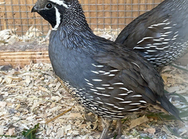 Californian Quails