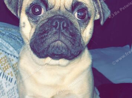 Pug cross shitzu