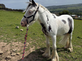 15 month old colt for sale