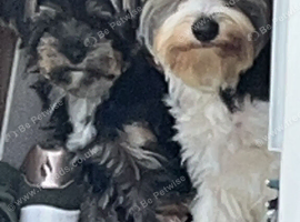 Biewer terrier