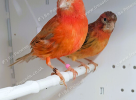 2 x Red factor Canaries