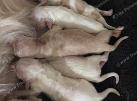 Working cocker Spaniels