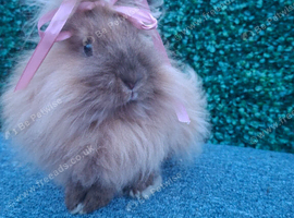 Double Mained Lionhead Doe 6 months