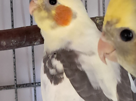 Baby Cockatiels