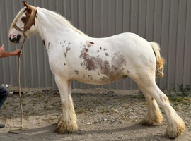 Show quality gelding