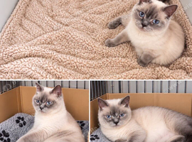 Beautiful British shorthair girl looking for forever home