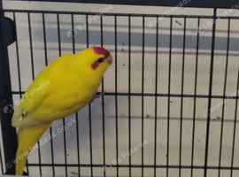 Male Buttercup Kakarikis