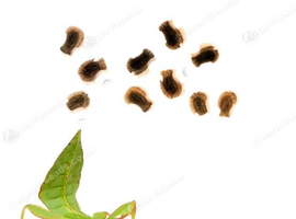 Leaf Insect Eggs for Sale &ndash; UK Bred Phyllium Species