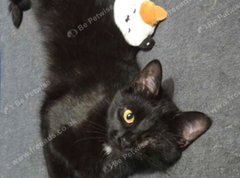Black female cat, Clara, looking for her forever home