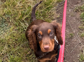 Chocolate and tan 15week old bitch