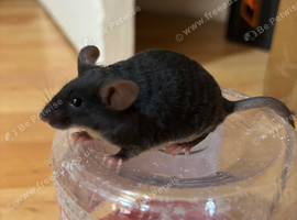 Curly hair Black tan line Mice