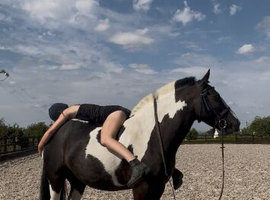 13.3 gelding 5yrs