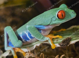 Red eyed tree frog adult