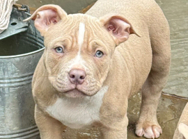 Male American Bully