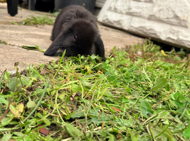 3 Solid Mini Lops for Sale