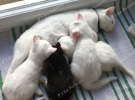 Three white kitten and one black and white kitten in Dorking ready for re-homing