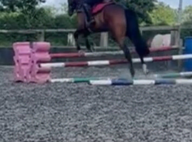Global - 11 years - 16.1hh