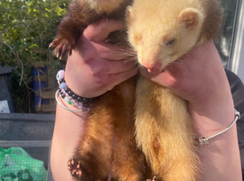 2 ferrets