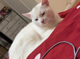 sweet boy looking for his forever home x