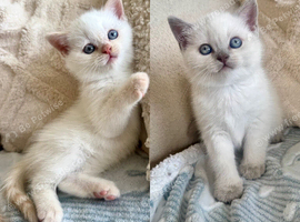 FULL PEDIGREE BRITISH SHORTHAIR KITTENS IN THE COTSWOLDS Champion Bloodline