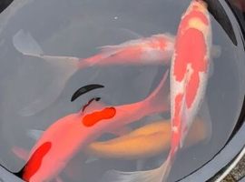 Large goldfish