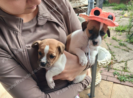 2 girl jack Russell puppys