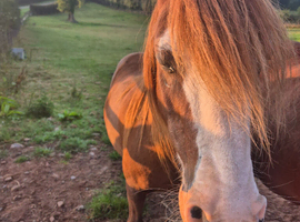 12hh gelding jake