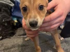 Lurcher puppies for sale 8 weeks, x2 girls left