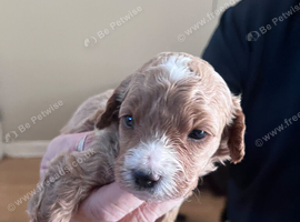 5 boys 2 girls looking for forever home