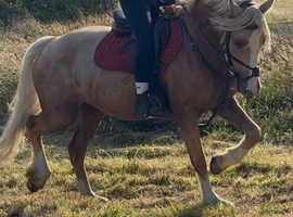 *** BOOKED FOR BRECON SALE***