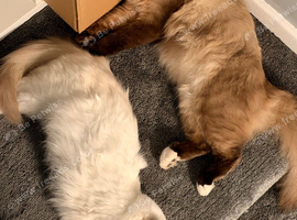 Adorable Ragdoll kittens