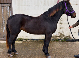 Seren - Welsh D Filly 3yr old