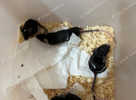 Male mice available