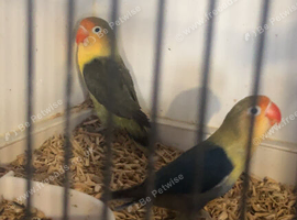 Pair of love birds
