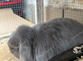 Storm - Male mini lop