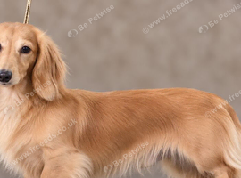 SHOW QUALITY MINIATURE LONG-HAIRED DACHSHUNDS - KC REGISTERED