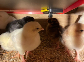 2 week old chicks