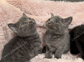 russian blue mix