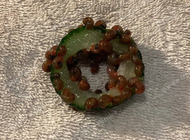 Ramshorn Snails for sale