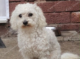 Home Raised Bichon Frise Dog