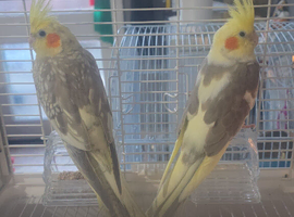 Beautiful pair comes with big cage