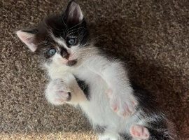 Kittens for sale
