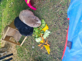 Male guinea pigs