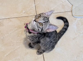 BEAUTIFUL KITTENS READY FOR LOVING HOMES