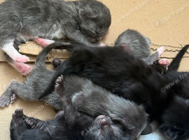 Litter off 7 beautiful babies