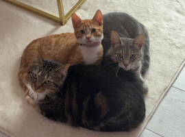 Kitten for sale